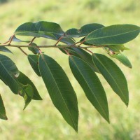 Shirakiopsis indica (Willd.) Esser